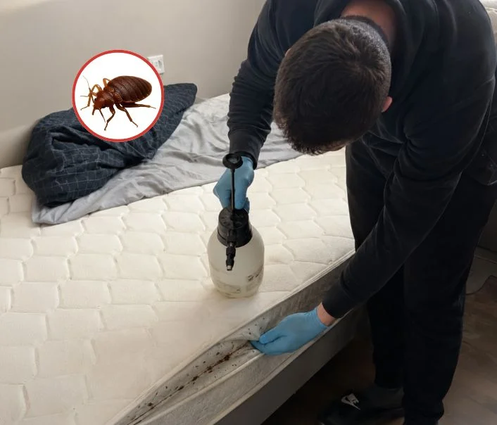 Technicien traitant un matelas contre les punaises de lit à Bourron-Marlotte